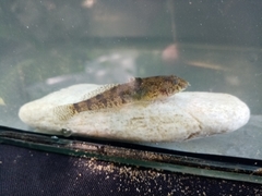 Proterorhinus semilunaris