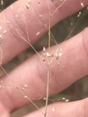 Tricholaena monachne