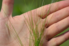 Carex billingsii