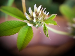 Trifolium glomeratum image