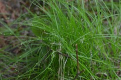 Carex brunnescens