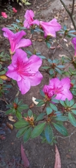 Rhododendron noriakianum