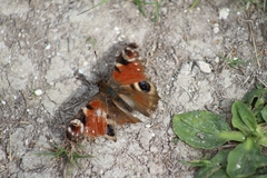 Aglais io