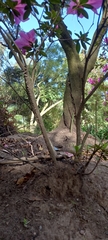 Rhododendron noriakianum
