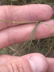 Tricholaena monachne
