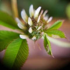 Trifolium glomeratum image