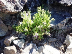 Polemonium elegans