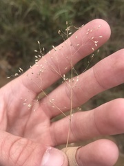 Tricholaena monachne