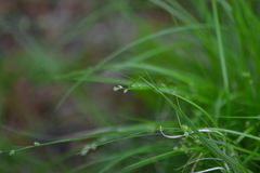 Carex brunnescens