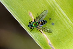 Condylostylus pruinosus