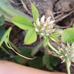 Trifolium glomeratum image