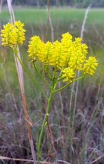 Polygala cymosa