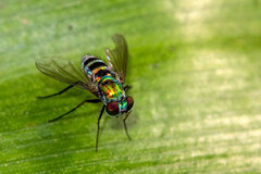 Condylostylus pruinosus