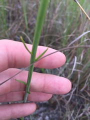 Polygala cymosa