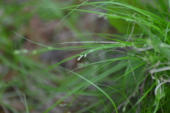 Carex brunnescens