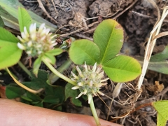 Trifolium glomeratum image