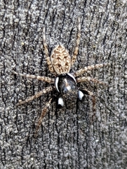 Menemerus semilimbatus