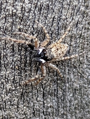 Menemerus semilimbatus