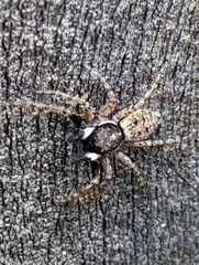 Menemerus semilimbatus