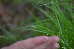 Carex brunnescens