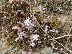 Sedum brevifolium