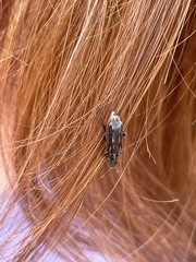 Astylus subannulatus