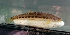Cobitis strumicae