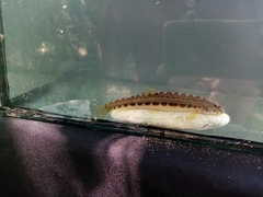 Cobitis strumicae