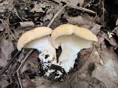 Hydnum subolympicum