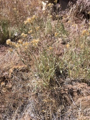 Antennaria luzuloides