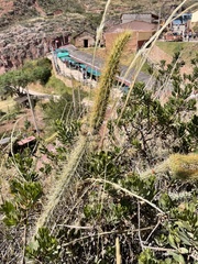 Corryocactus erectus