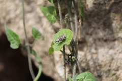 Pantomorus albosignatus