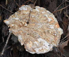 Piptoporellus soloniensis