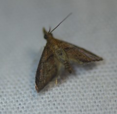 Microcausta flavipunctalis