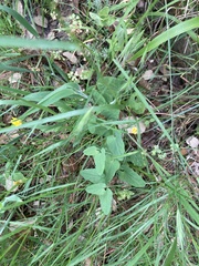 Aristolochia paucinervis