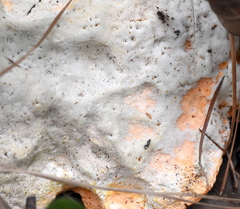 Piptoporellus soloniensis