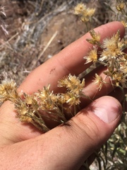 Antennaria luzuloides