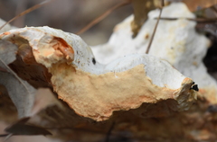 Piptoporellus soloniensis