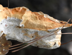 Piptoporellus soloniensis