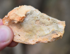 Piptoporellus soloniensis