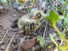 Lasiocampa trifolii