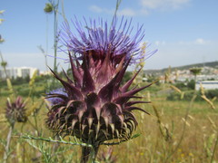 Cynara humilis
