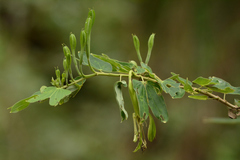 Bauhinia pentandra