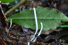 Clavaria echinonivosa