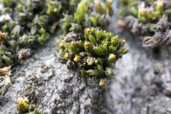 Orthotrichum schimperi