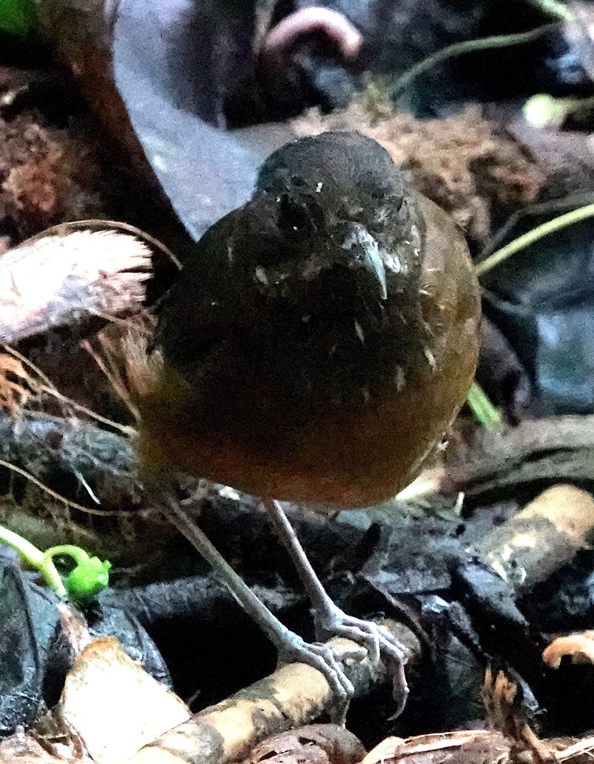 Moustached Antpitta (Grallaria alleni), photo 7