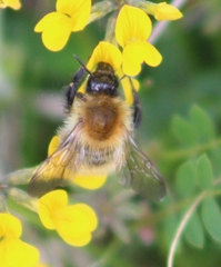 Bombus pascuorum