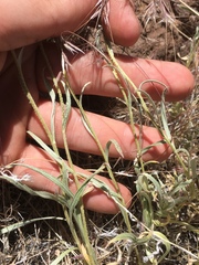 Antennaria luzuloides
