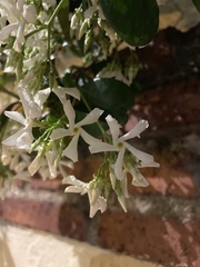 Trachelospermum jasminoides