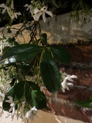 Trachelospermum jasminoides